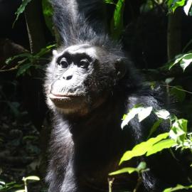 For the Love of Chimpanzees